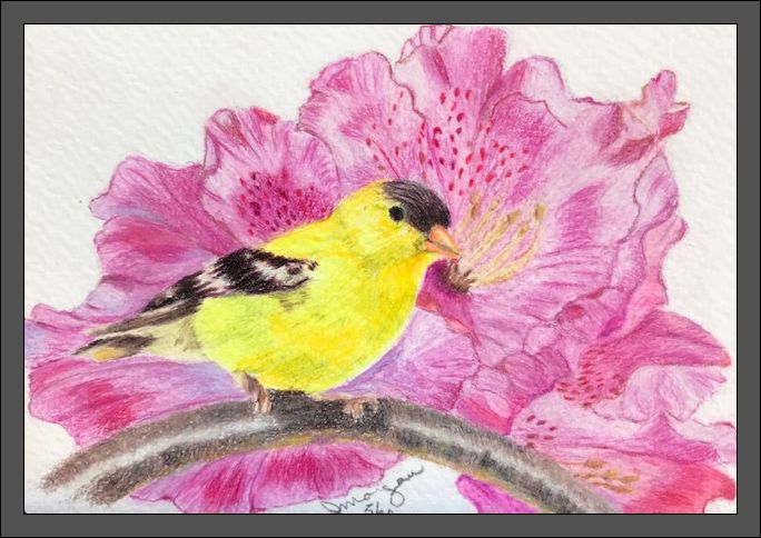 Goldfinch and Rhododendron